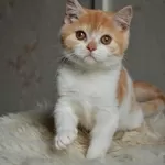 Шотландский котик окраса красный биколор