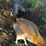 Инкубационное яйцо кур породы-Араукан