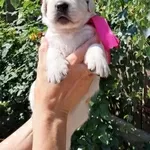 Золотистого ретрівера цуценята Ot Bahur 