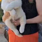 Цуценята золотистого ретрівера Ot Bahur