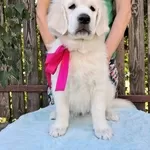 Цуценята золотистого ретривера Ot Bahur