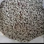 Закуповуємо квасолю по всій Україні із забезпеченням самовивозу.