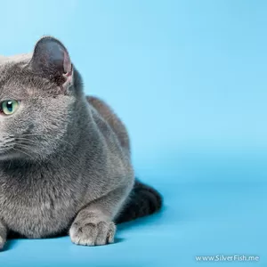 русская голубая котята