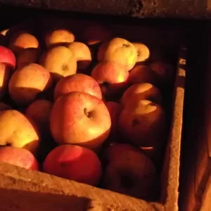 Продам оптом яблоки со своего сада в горах (без химии !!!)