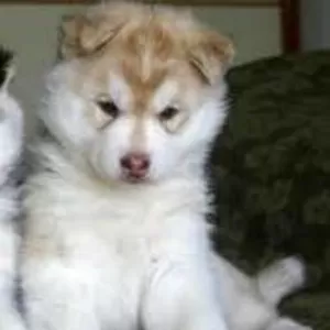 Очаровательны Сибирский хаски щенок