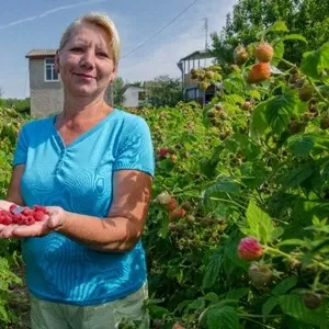 Саженцы малины ремонтантная Болгарский сорт ЛЮЛИН Опт.Розн