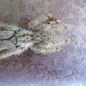 Продам паука-птицееда Hetеroscodra Maculata 6L