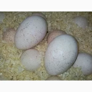 Продам Інкубаційні яйця індичок