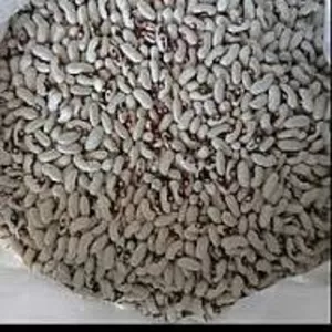 Закуповуємо квасолю по всій Україні із забезпеченням самовивозу.