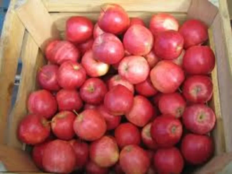 яблоки из Польши