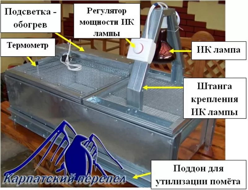 Брудер для выращивания молодняка перепела. 2