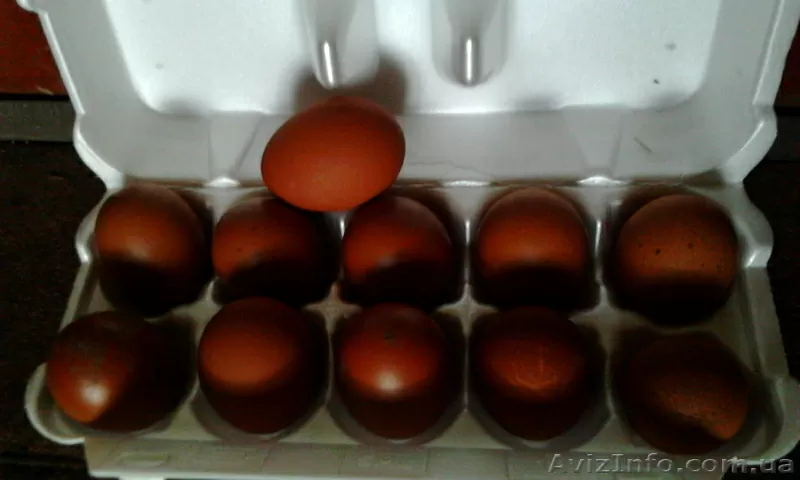 Инкубационное яйцо кур породы-Маран.