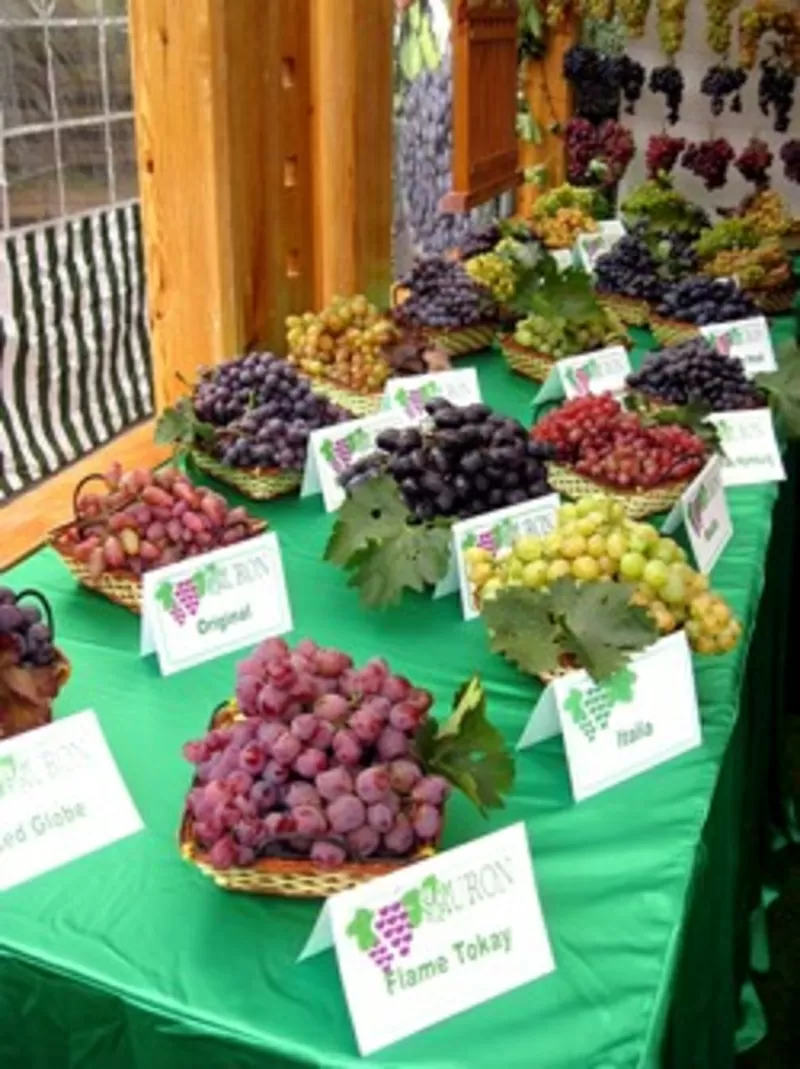 Овощи,  фрукты от производителя. 6