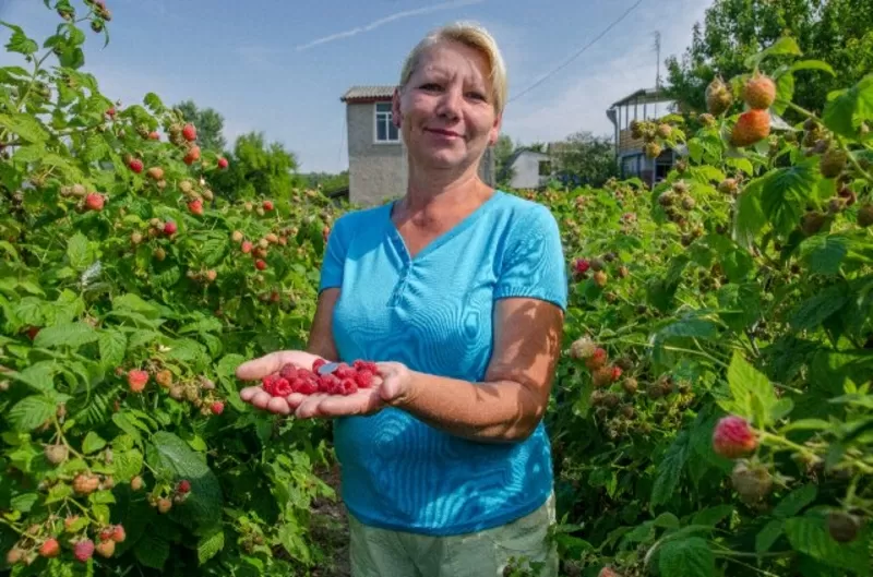 Саженцы малины ремонтантная Болгарский сорт ЛЮЛИН Опт.Розн