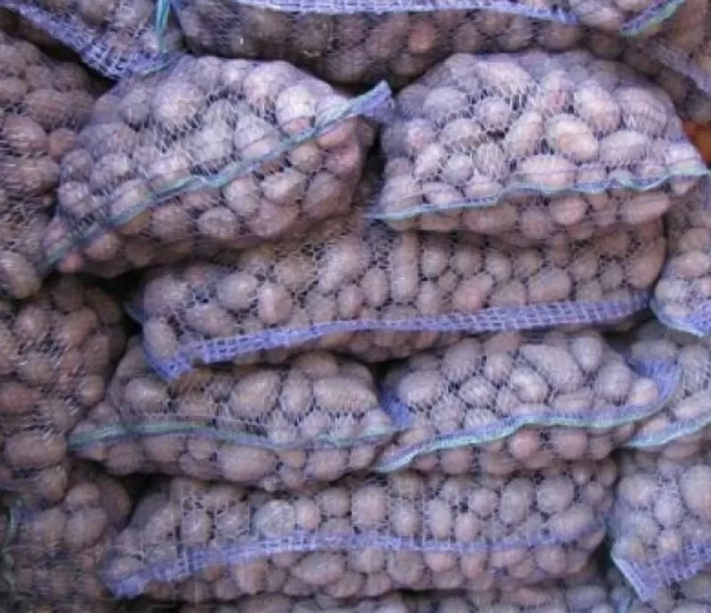 Продам насіння картоплі високоврожайні сорти