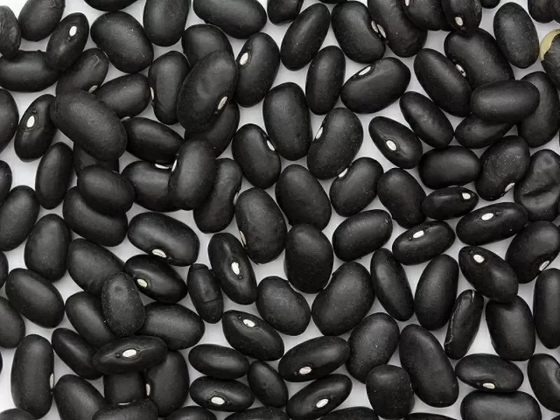 Купити квасолю. Квасоля в наявності. Продаж квасолі.