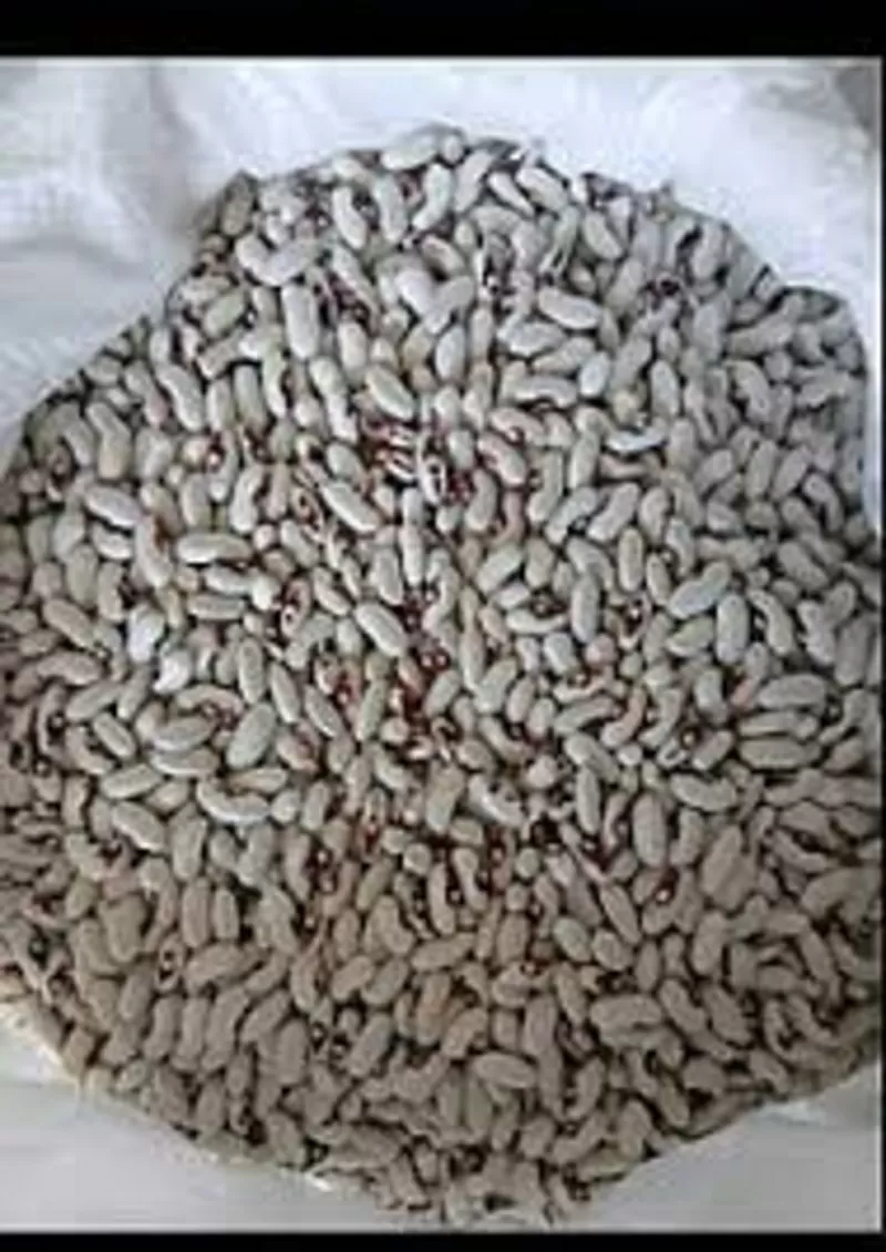 Закуповуємо квасолю по всій Україні із забезпеченням самовивозу.