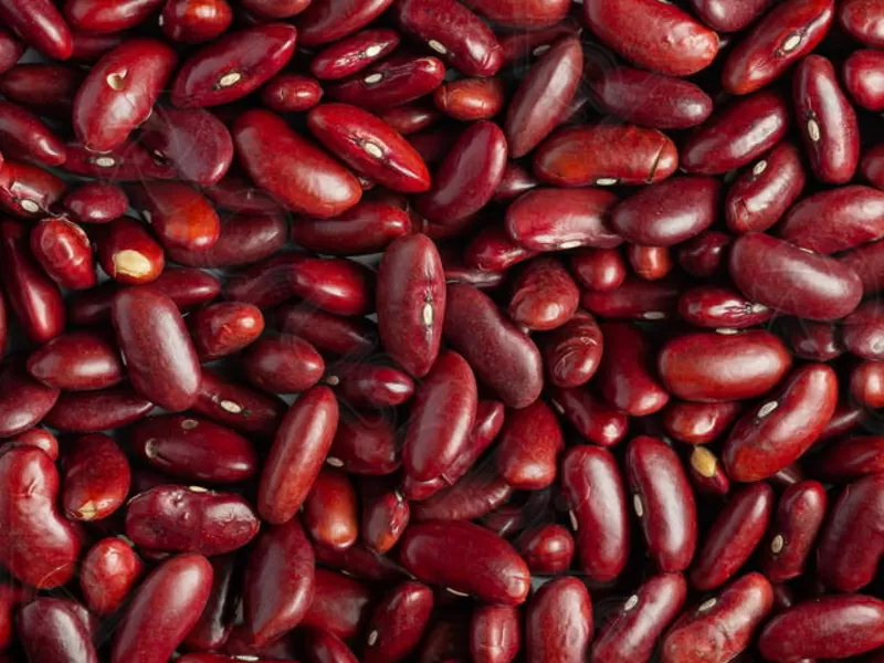 Квасоля від виробника,  в асортименті більше 20 сортів